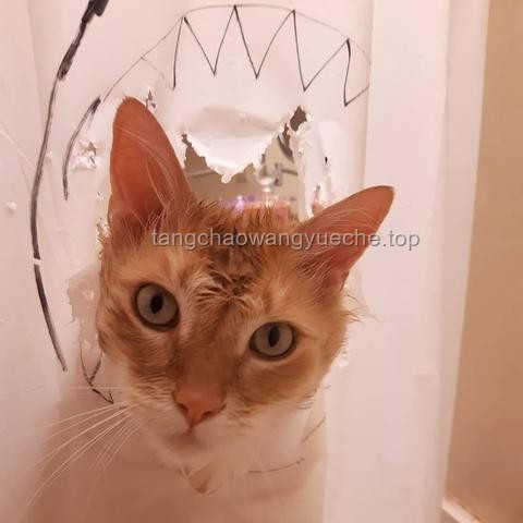 可爱小猫陪伴下的高效学习：结合涂鸦与数学题